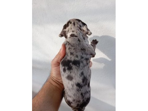 Meraklısına french bulldog köpeğimiz