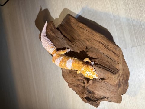 Super kalıte leopard gecko