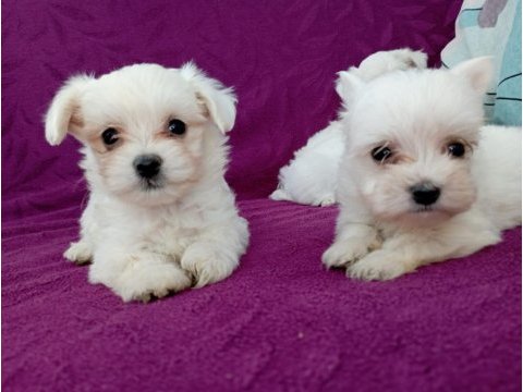 Orjinal maltese
