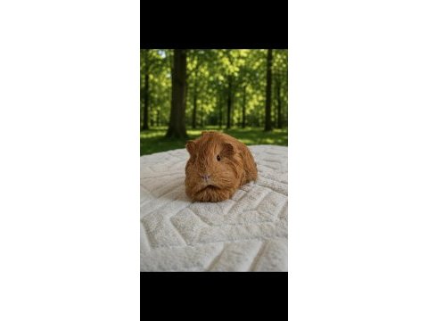 Safkan sheltie guinea pig bebekler