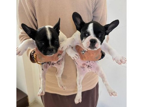 Alanyadan a kalite french bulldog yavruları