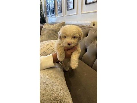 68 günlük maltipoo yavrumuza yuva arıyoruz