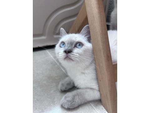 Scottish straight blue point