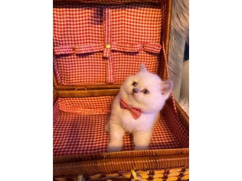 British shorthair
