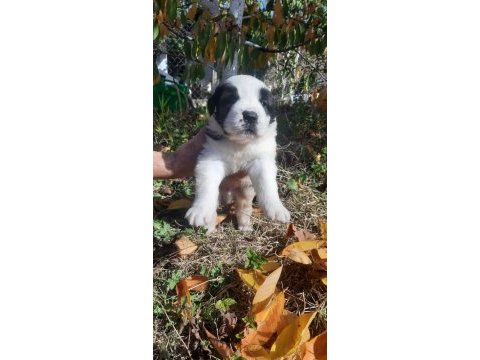 St bernard bu yosunu kim evine alır