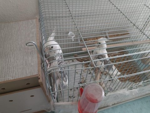 Çift white face sultan papağanları