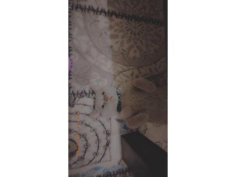 Kedime yeni sahip arıyorum