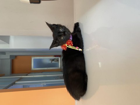 Bombay yavru kedi sahiplendirne