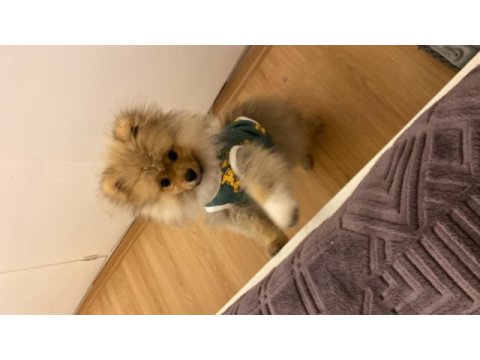 4.5 aylık pomeranian