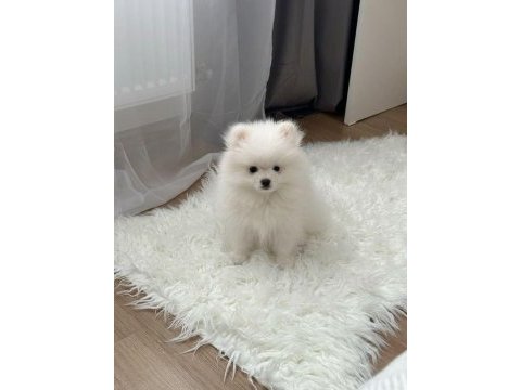 Pomeranian boo köpeği