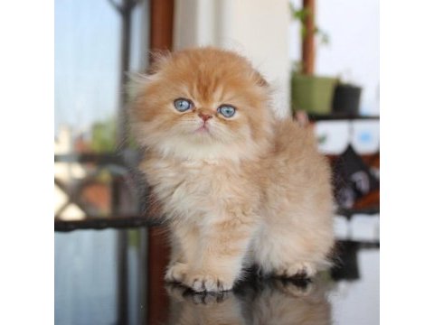 Safkan şecereli chocolate golden erkek scottish fold