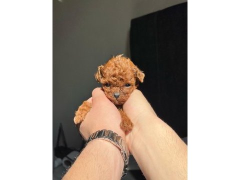 Kore red-brown toy poodle yavrularımız
