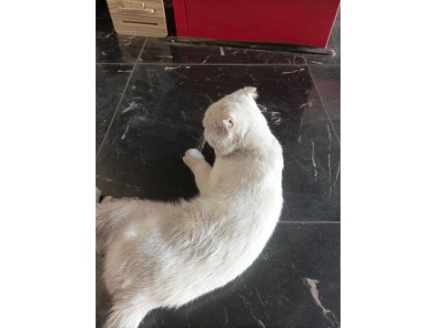 Acil sahiplendirme scottish fold
