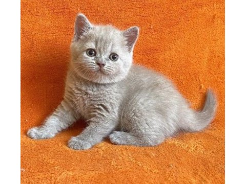 British shorthair dişi