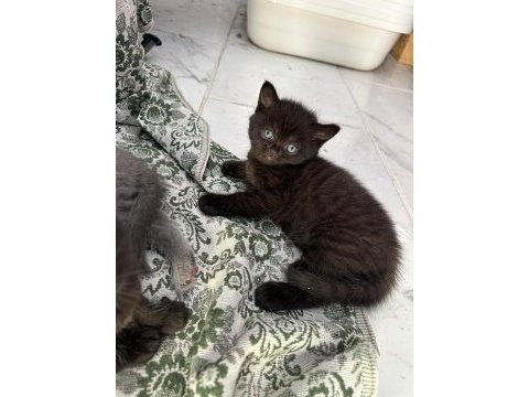 Yeni yavru british shorthair
