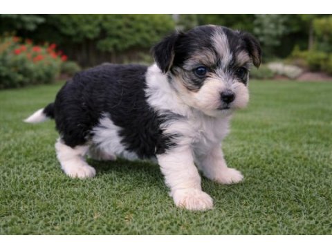 Kendileri mini sevgileri kocaman morkie yavruları
