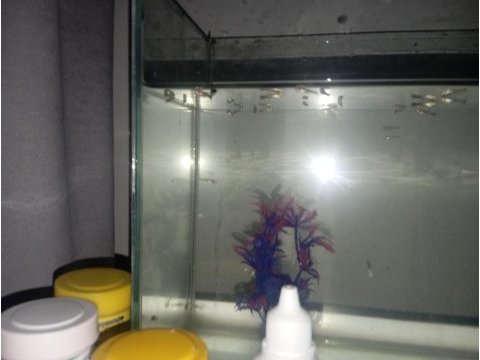 2 aylık halfblack lepistes balıklar