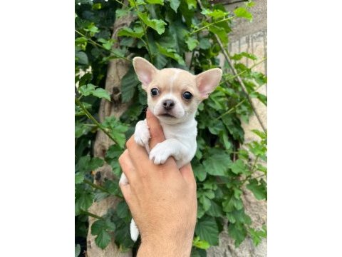 Erkek chihuahua yavrumuz teslime hazır
