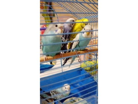 Ev üretimi ele alıştırmalık muhabbet kuşu yavrular