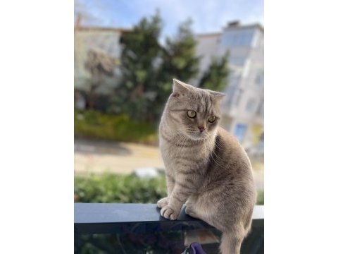 Scottish fold 3 yaşında