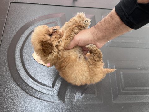 Maltipoo cinsi yavrumuz