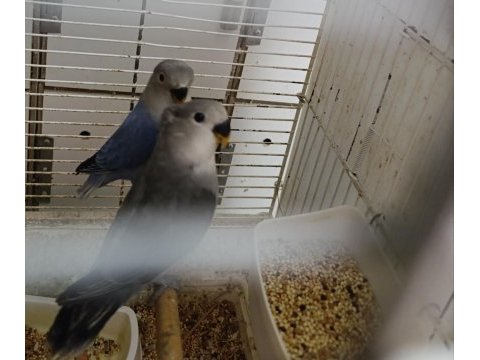 Sevda papağanı bebek kuşlar