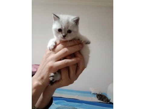 British shorthair yavrumuz yeni yuvasını arıyor