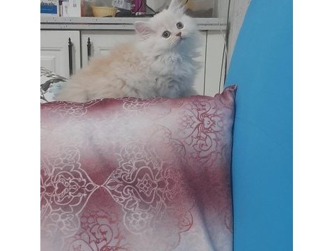 Dünya tatlısı safkan chinchilla yavru