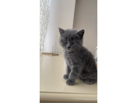 Süper kardeş kediler üreticiden
