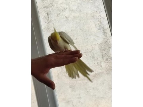 4 aylık sultan papağanı lutino kırmızı göz