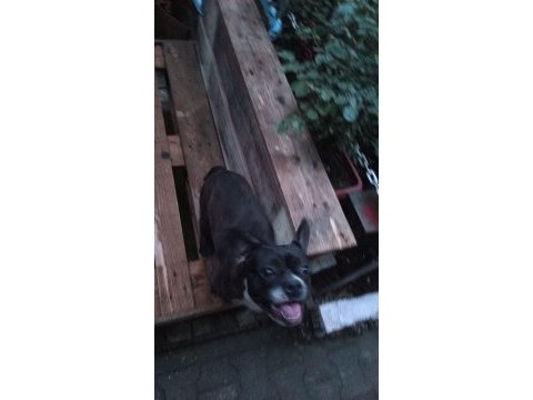 French bulldog matilla için yuva