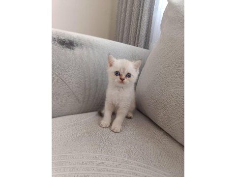 British shorthair kedimize güzel bir yuva arıyoruz
