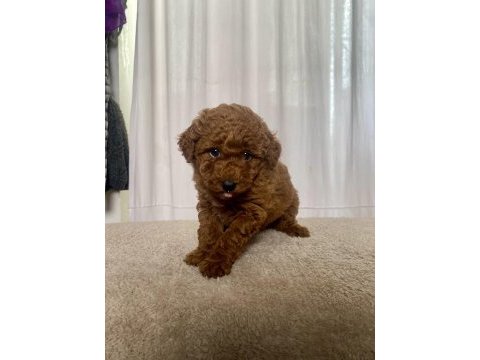 Mini boy red toy poodle kızımız
