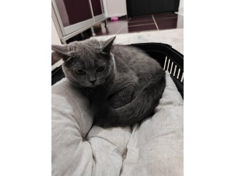 Tamamen sağlıklı 2 güzel british shorthair