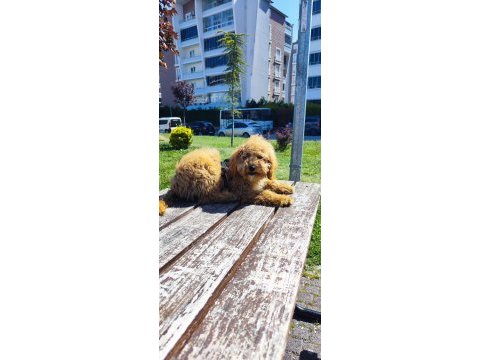 Toy poodle
