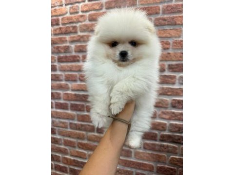 Pomeranian boo teacup dişi