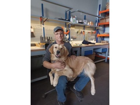 Acil golden retriever aşılı çipli 1.5 yaş kısır