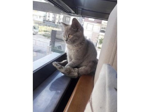 Sahibinden british shorthair (yavru)