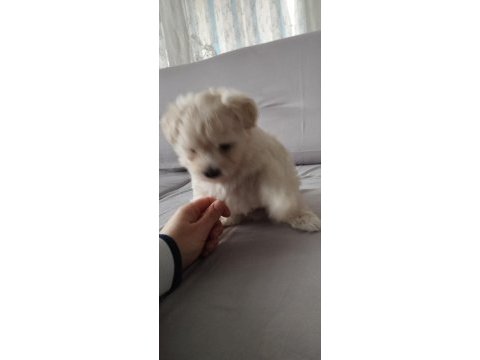 Dişi ve erkek bebek köpekler