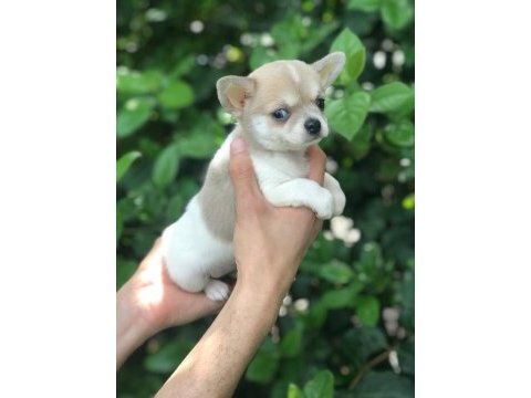 Şirinlik abidesi chihuahua bebek
