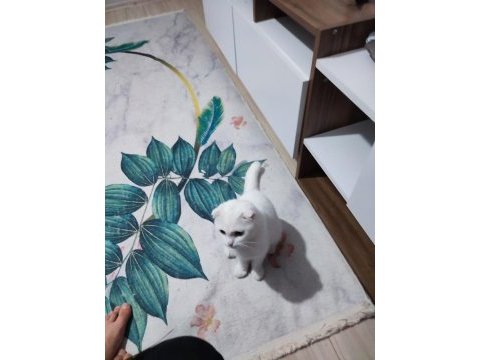 Boncuğuma yeni yuva arıyoruz scottish fold