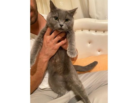 Çok uslu british shorthair