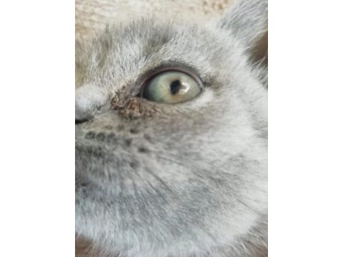 British shorthair 3 aylık erkek dişi yavru