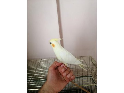3 aylık yavru sultan papağanı