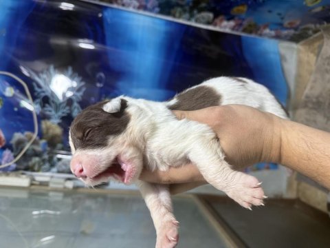 A kalite border collie yavrular