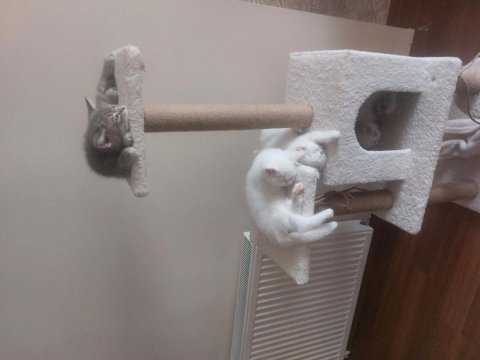 Safkan british shorthair kedisi
