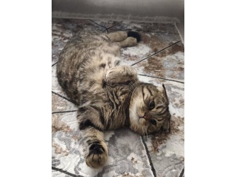 Ücretsiz sahiplendirme scottish fold kedimiz