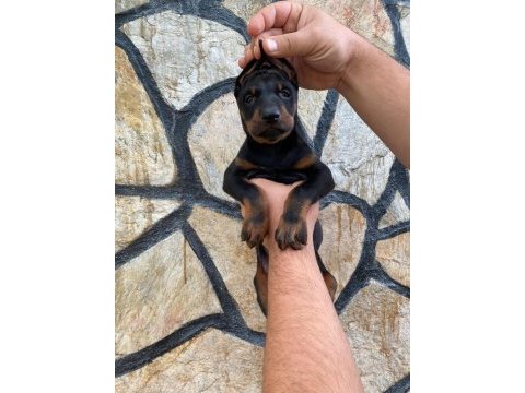 Estetikli ve estetiksiz doberman yavrular