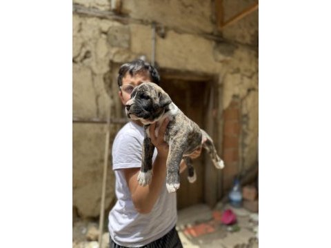 A class presa canario yavrular