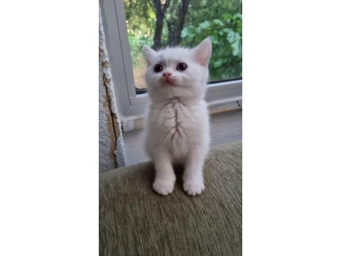 British shorthair blue point british shorthair white